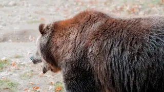 Самый беспокойный медвежий сезон пережила Восточно-Казахстанская область