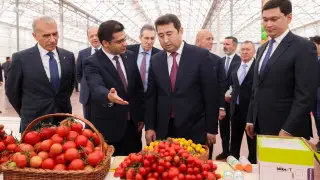 В Шымкенте в новом тепличном комплексе собрали первый урожай томатов