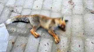 Лиса набросилась на детей в Мангистау