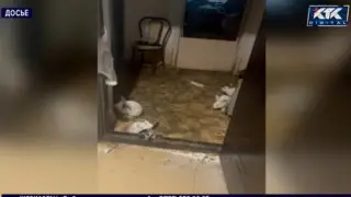 Сотни кроликов в “однушке“: алматинка после лечения снова оказалась в центре скандала