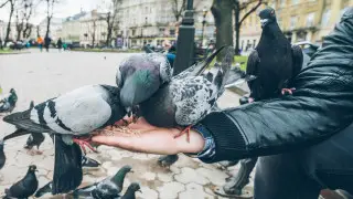 Названы шесть городов Европы, где можно получить штраф за “добрый поступок“