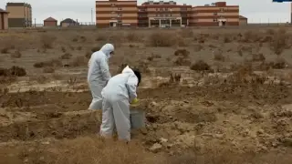 Нашествие мышей пытаются остановить в Атырауской области