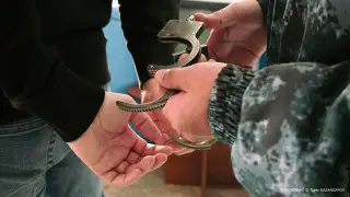 В Казахстане раскрыли убийство и изнасилование 70-летней женщины спустя 20 лет