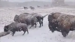“Это не Северная Америка“: бизонов поймали в кадр в Казахстане