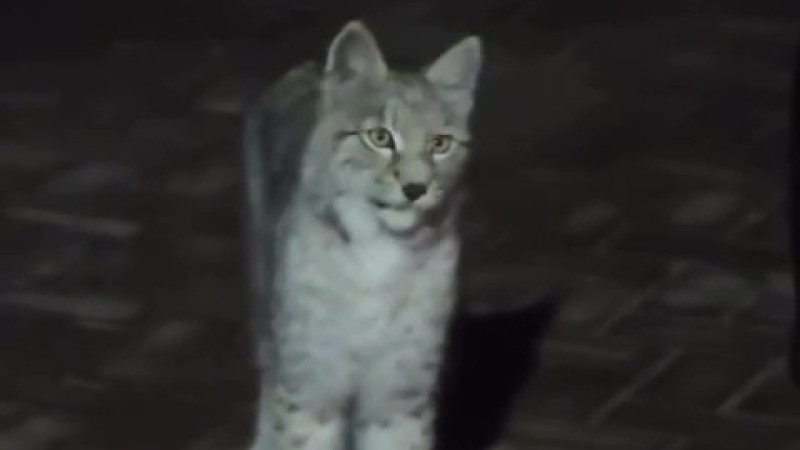 Кадр из видео