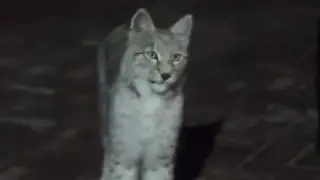 “Как он тут оказался?“: появление рыси в Алматы встревожило соцсети