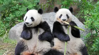 Из-за напряжённости между Токио и Пекином последние в Японии панды вернутся в Китай