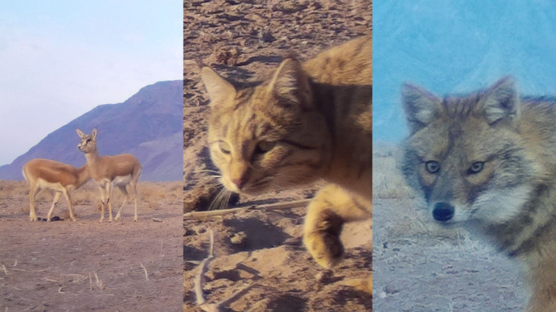 Фото предоставлено пресс-службой нацпарка "Алтын-Эмель"