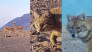 “Затрудняет подсчёт“: редчайших животных засняли в области Жетысу