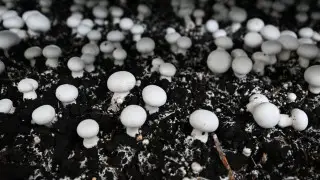 Крупную грибную ферму полного цикла открыли в СКО