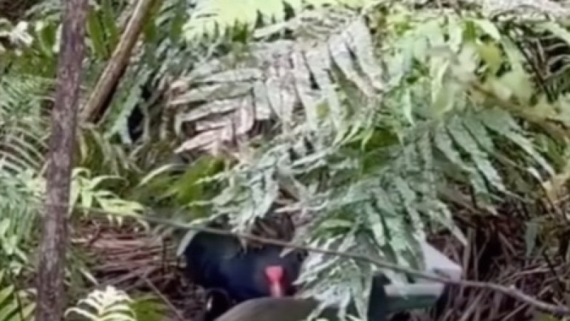 Кадры из видео/Instagram/Zealandia Te Māra a Tāne