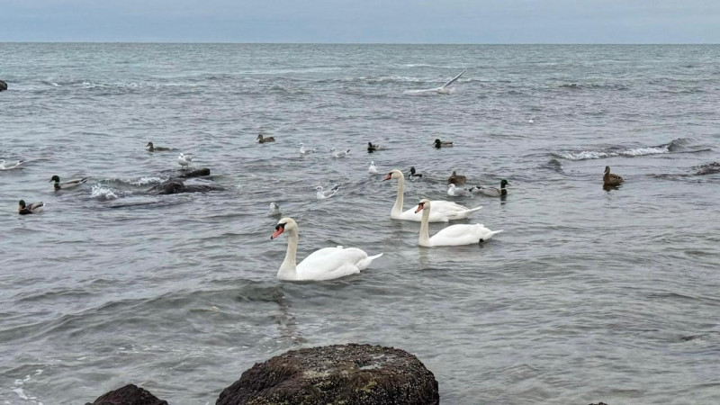 Фото: Читатель Tengrinews