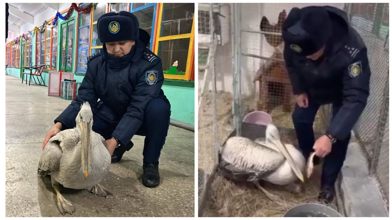 Кадры из видео: ДП области Абай