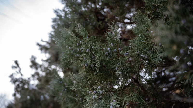 Фото © Tengrinews.kz / Болат Айтмолда