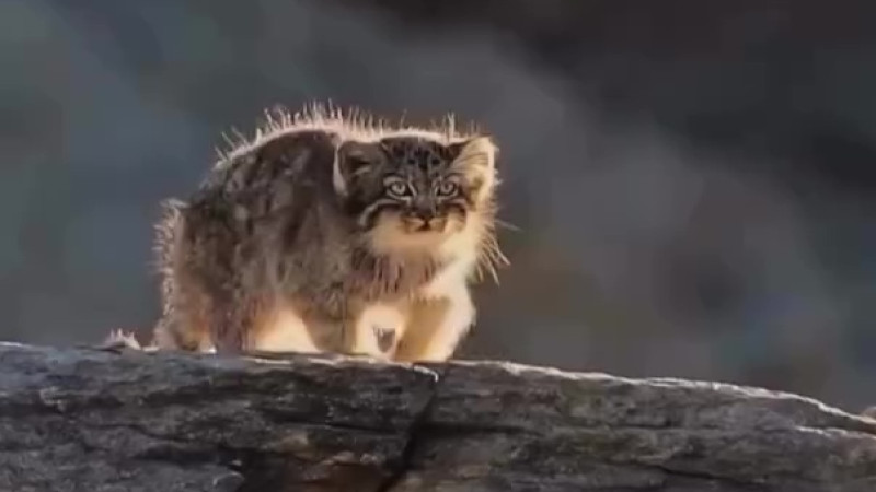 Кадр из видео