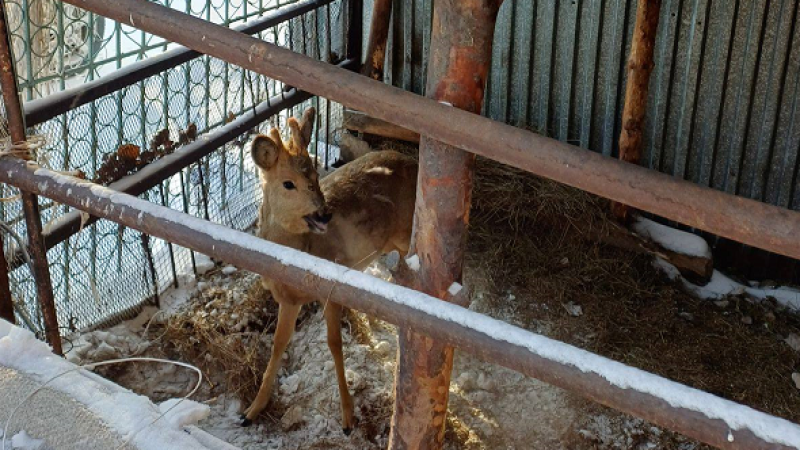 Фото: ДП области Абай
