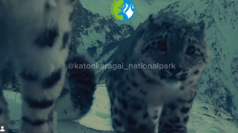 Кадр из видео