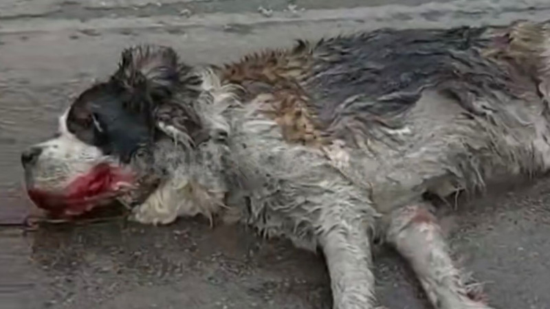 Кадр из видео