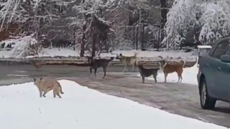 Кадр из видео