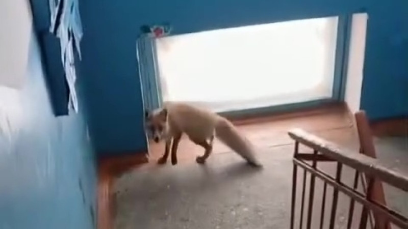 Кадр из видео