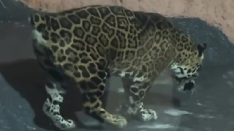 Кадр из видео