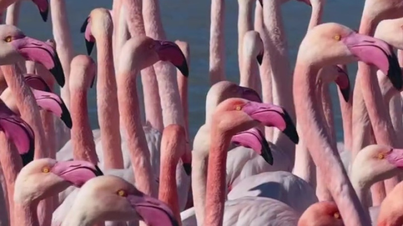 Кадр из видео