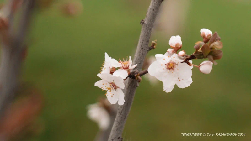 Фото © Tengrinews.kz / Турар Казангапов