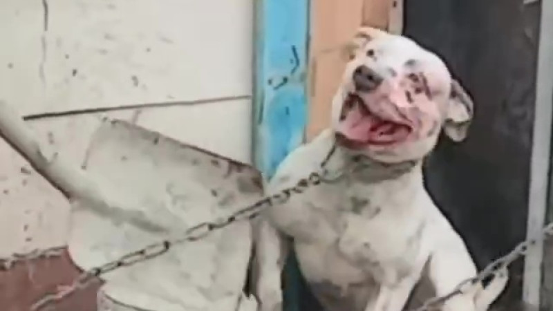 Кадр из видео