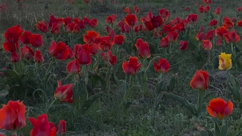 Кадр из видео