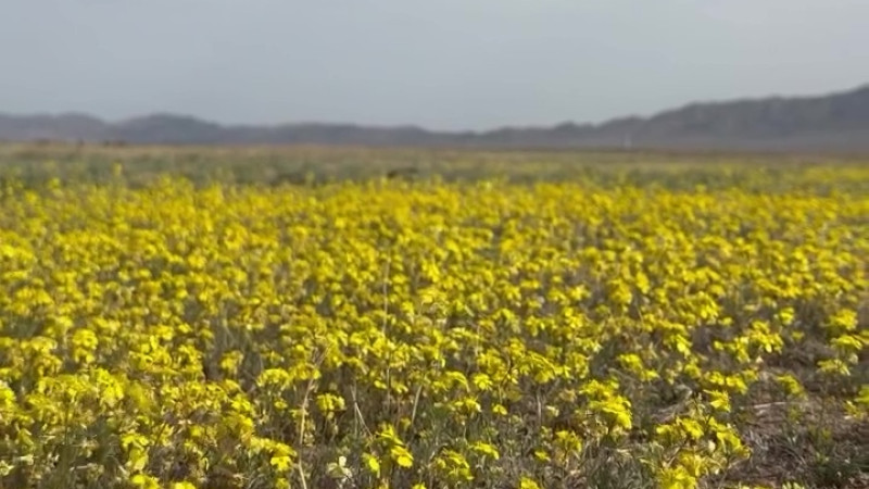 Кадр из видео