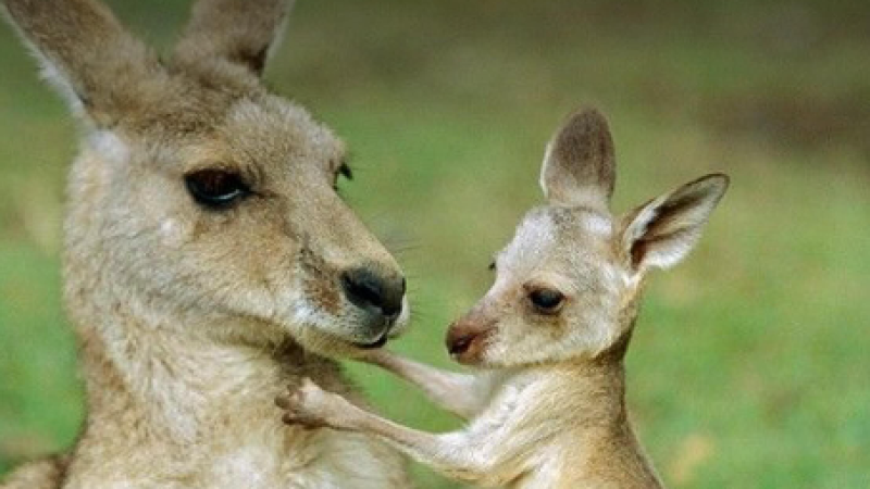 Фото: instagram.com/shymkentzoo