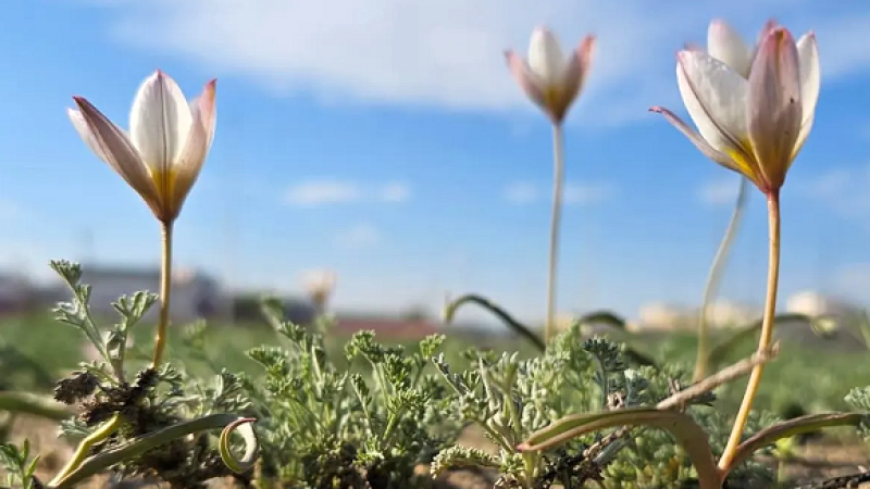 Фото: Бахытгуль Жаксылыковой через Lada.kz