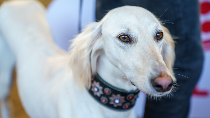 Фото © Tengrinews.kz / Болат Айтмолда