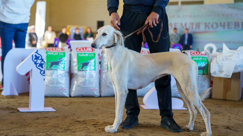 Фото © Tengrinews.kz / Болат Айтмолда