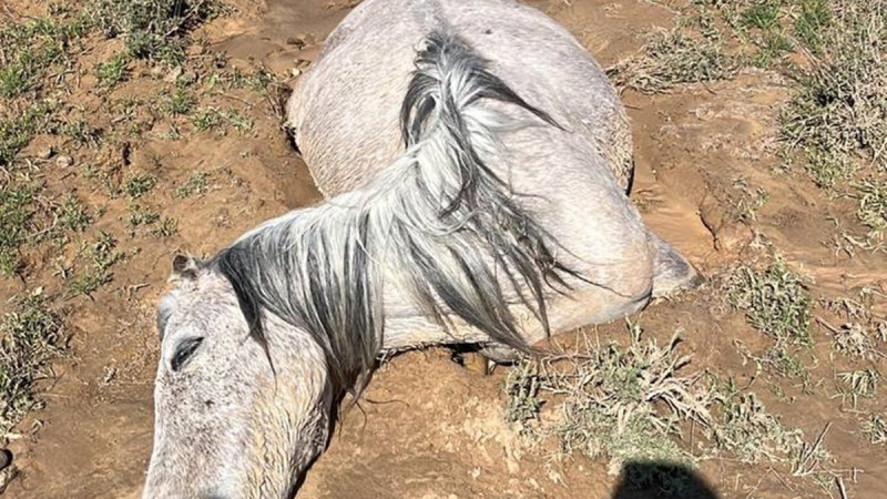 Кадры из видео / Lada.kz