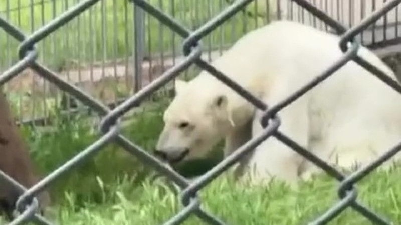 Кадр из видео