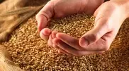 Kazakhstan to complete grain sowing campaign before the end of the week