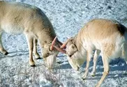 Veterinary laboratory confirms pasteurelosis as the cause of dieoff of saiga antelopes in Kazakhstan