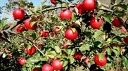 Almaty apples may be revived in two years