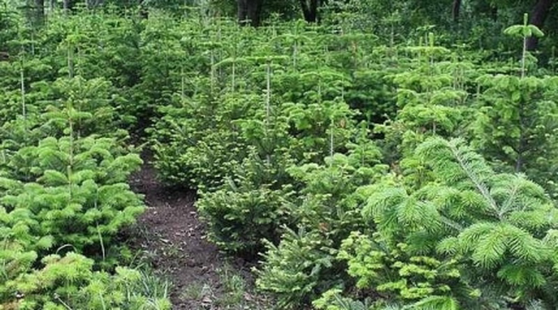 Seedlings in the forest nursery. Photo courtesy of lesnoi.by