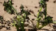 Tajik locusts threaten Kazakhstan crops