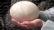 Omelette for 13 out of one ostrich egg in a farm near Almaty 