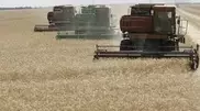 Kazakhstan starts grain harvesting