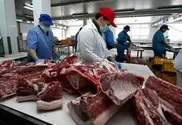 Kazakhstan to export 2000 - 3000 tons of bovine meat in 2011: Agriculture Minister