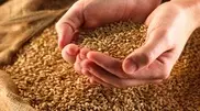 Kazakhstan’s grain export potential should not fall against 2010-2011 marketing year