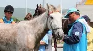 Kazakhstan Adai horses won the CIS Cup 