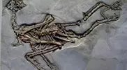 Remains of huge bird of Dinosaurs Age found in Kazakhstan