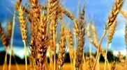 Kazakhstan mulls exporting 3 million tons of grain to China in 2011