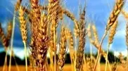 Kazakhstan plans to export over 10 million tons of grain: Agriculture Minister