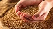 JV with RusAgroTrans of Russia to export grain to be launched by the end of the year